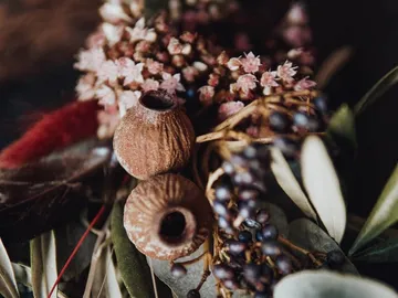Trockene Blumen und Samen, arrangiert auf einem Untergrund.